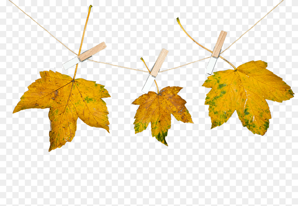 Nature Leaf, Maple, Plant, Tree Free Png Download