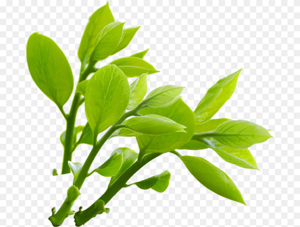 Nature 3 Image Nature, Herbal, Herbs, Leaf, Plant Free Png