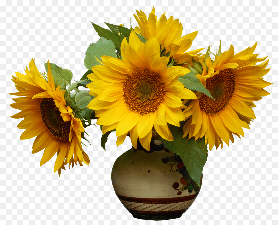 Nature Flower, Flower Arrangement, Plant, Sunflower Png Image