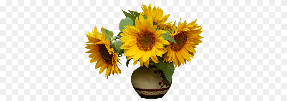 Nature Flower, Flower Arrangement, Plant, Sunflower Png Image