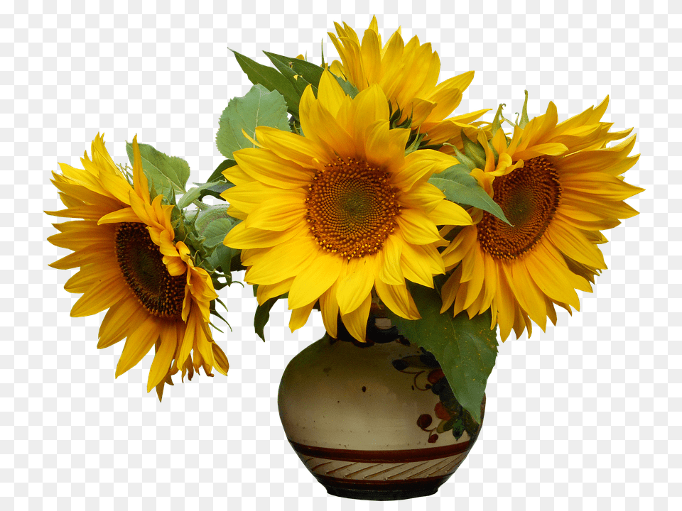 Nature Flower, Flower Arrangement, Plant, Sunflower Free Png Download