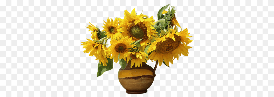 Nature Flower, Flower Arrangement, Plant, Sunflower Free Png Download