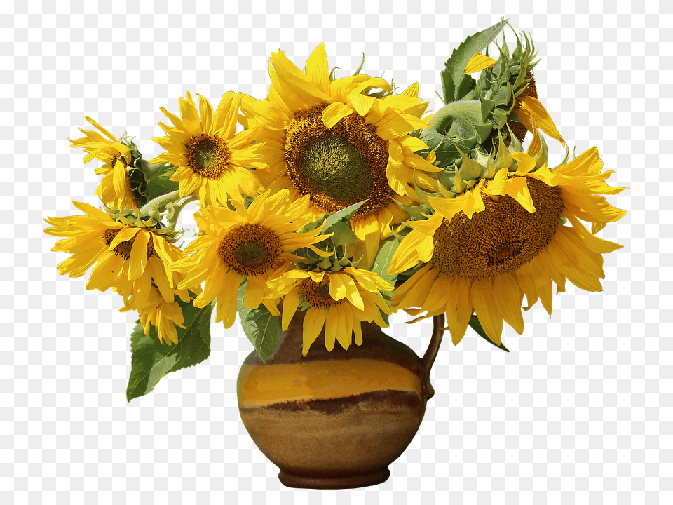 Nature Flower, Flower Arrangement, Plant, Sunflower Free Transparent Png