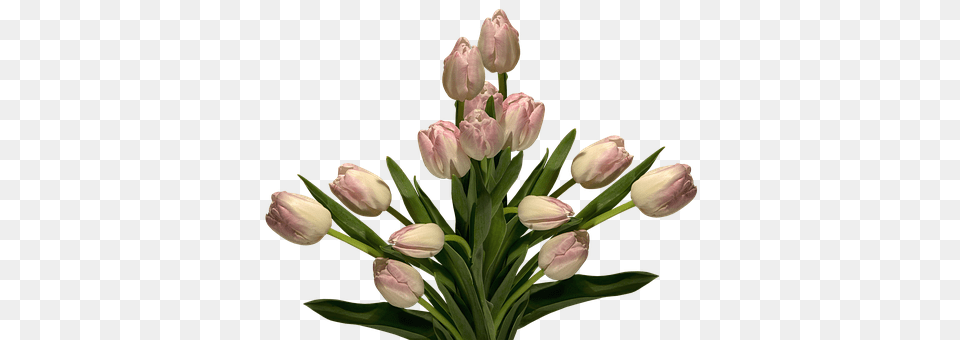 Nature Flower, Flower Arrangement, Plant, Tulip Free Png Download