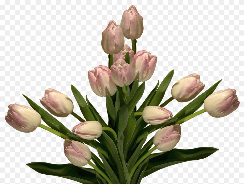 Nature Flower, Flower Arrangement, Plant, Flower Bouquet Free Transparent Png