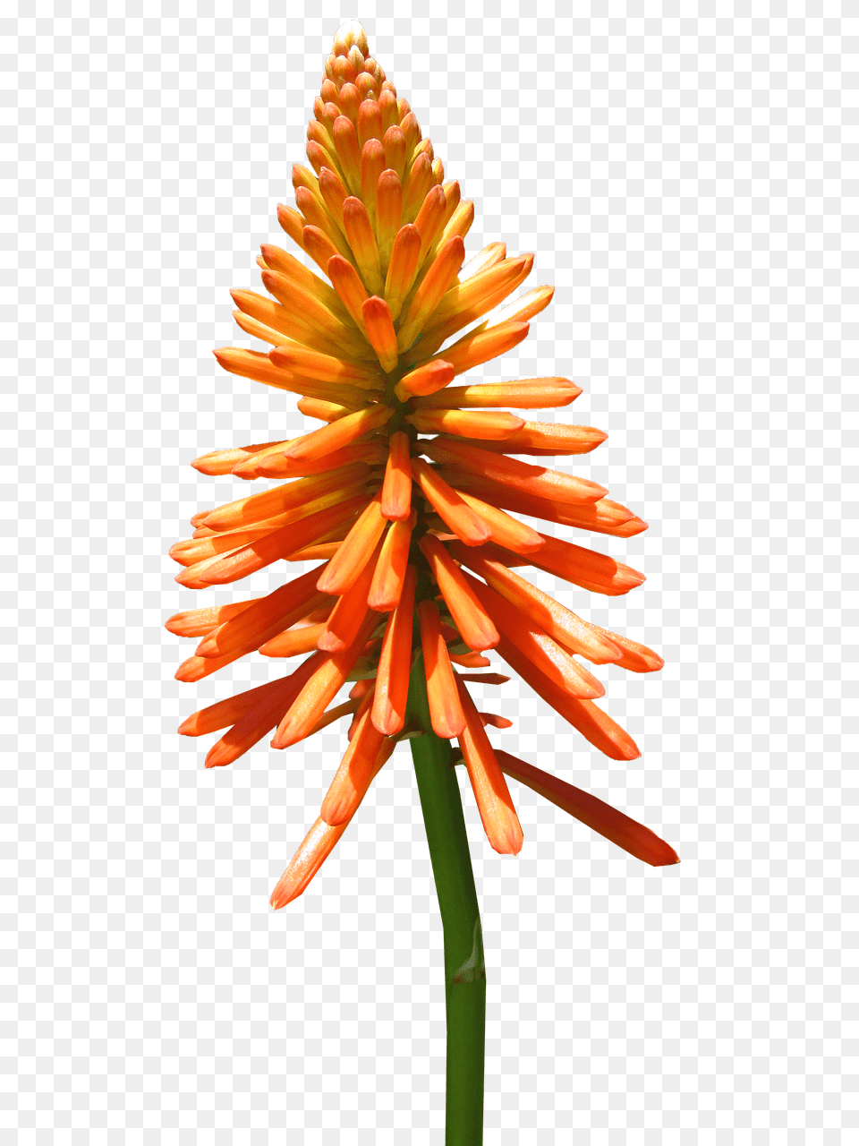 Nature Flower, Plant, Petal, Dahlia Free Png