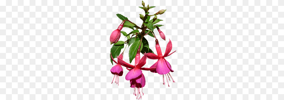 Nature Flower, Plant, Acanthaceae, Chandelier Free Transparent Png