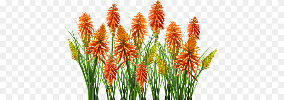Nature Flower, Plant, Grass Png Image