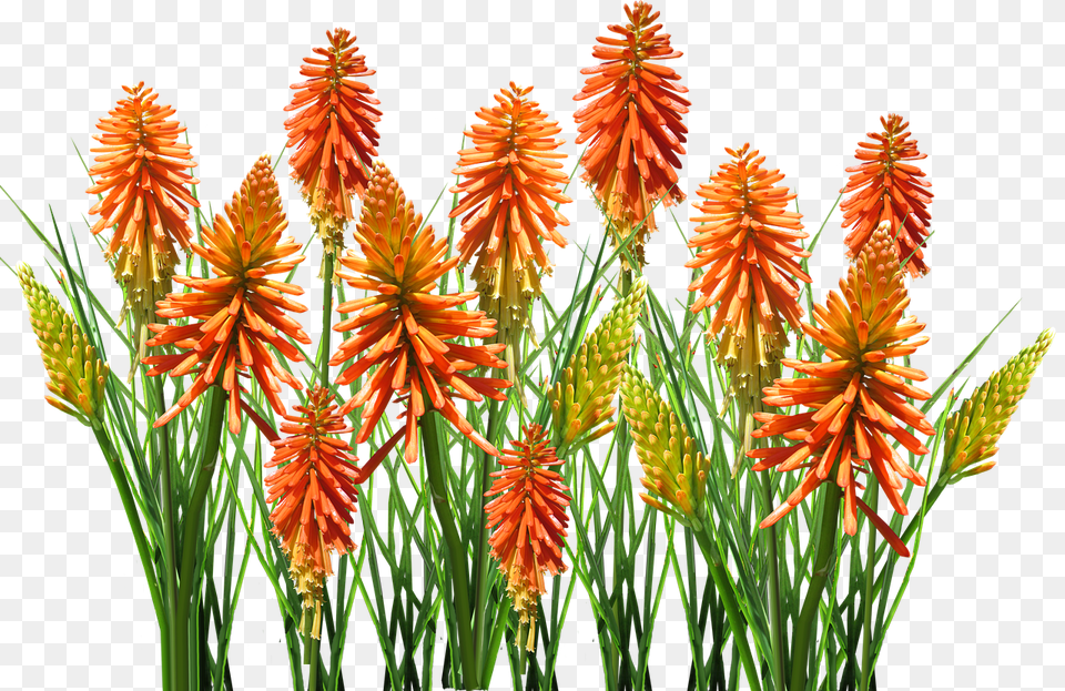 Nature Flower, Plant, Grass Free Transparent Png