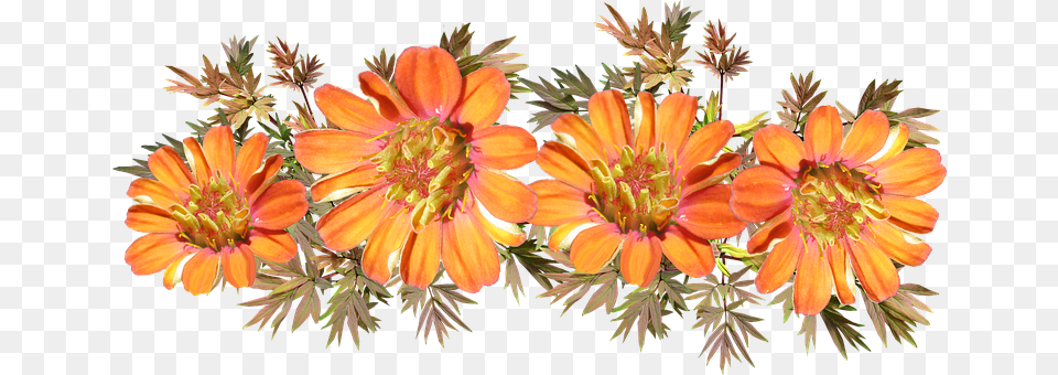 Nature Flower, Plant, Pollen, Daisy Png Image
