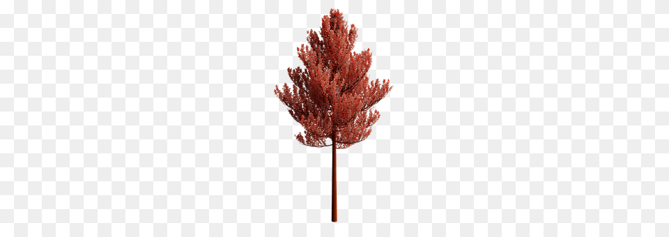 Nature Leaf, Maple, Plant, Tree Free Png