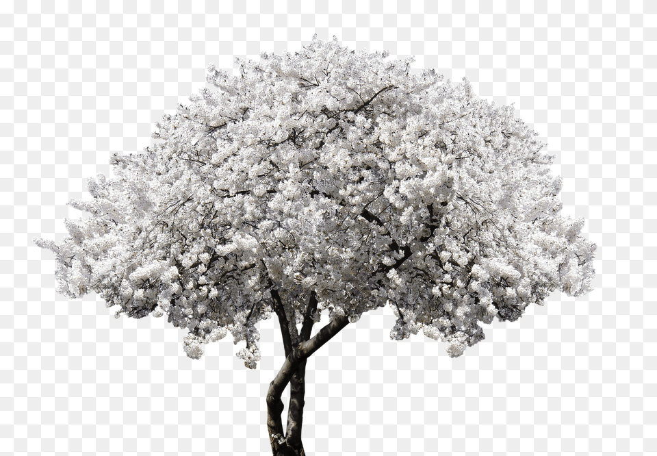 Nature Flower, Plant, Tree, Ice Free Png Download