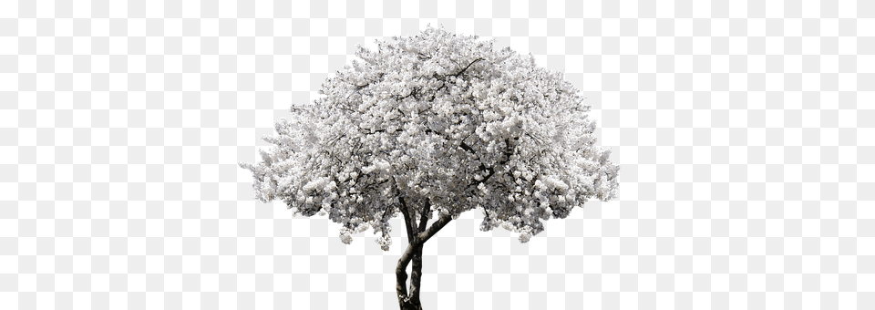Nature Flower, Plant, Tree, Ice Png Image