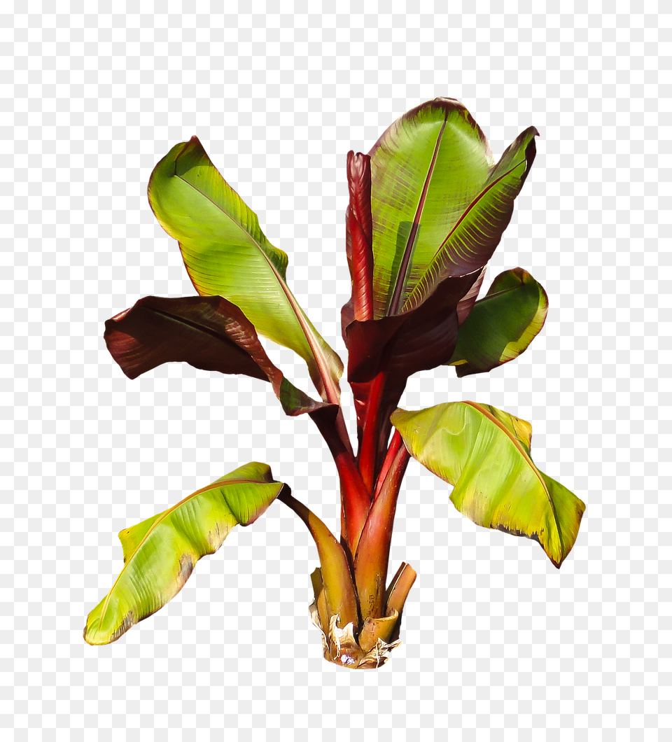 Nature Leaf, Plant, Flower Png