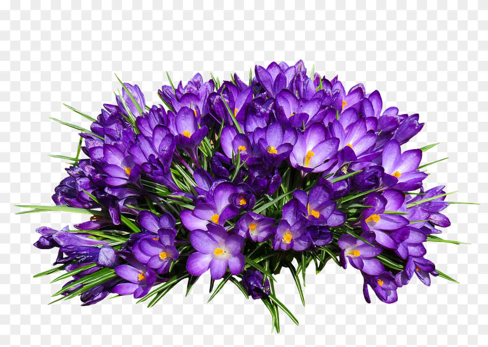 Nature Flower, Plant, Purple, Flower Arrangement Free Transparent Png