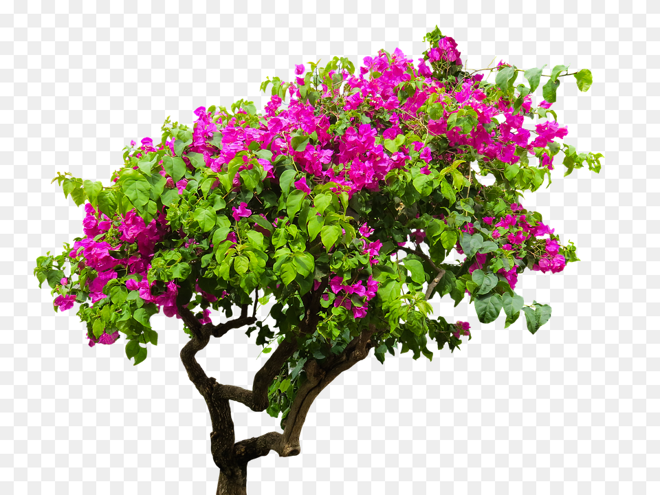 Nature Flower, Geranium, Plant, Potted Plant Free Png Download
