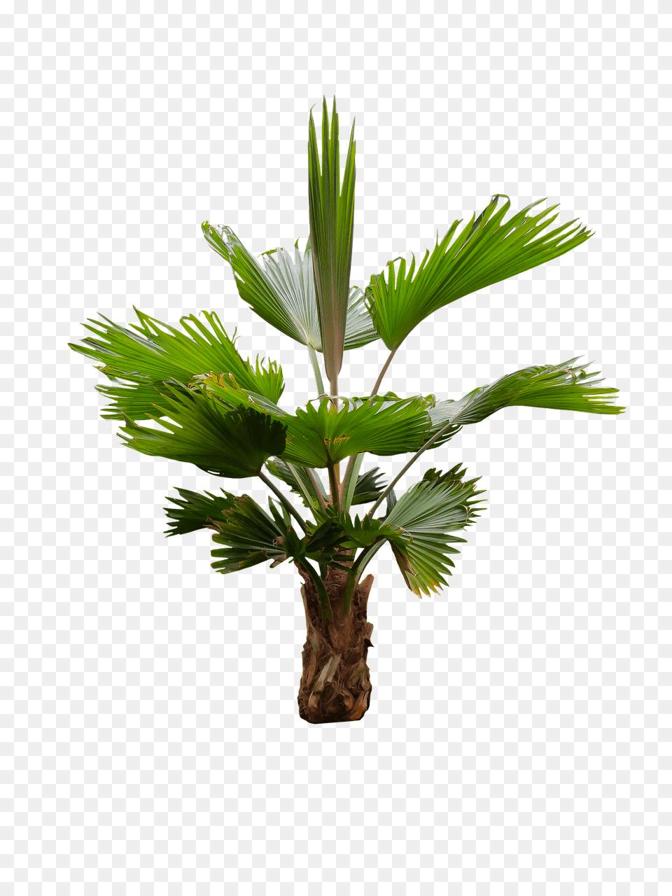 Nature Leaf, Palm Tree, Plant, Tree Free Png