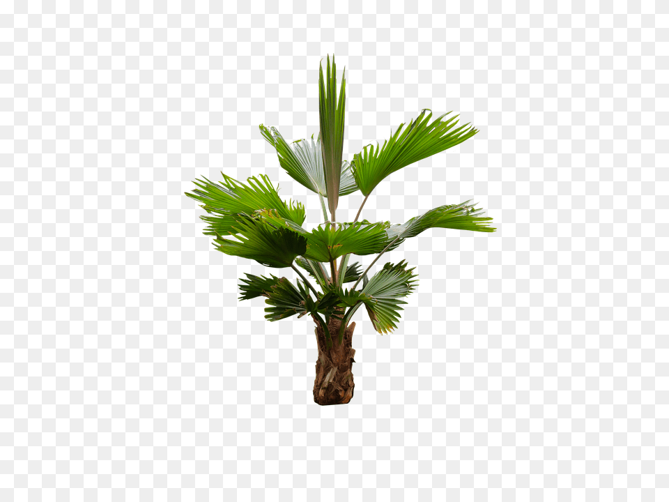 Nature Leaf, Palm Tree, Plant, Tree Png