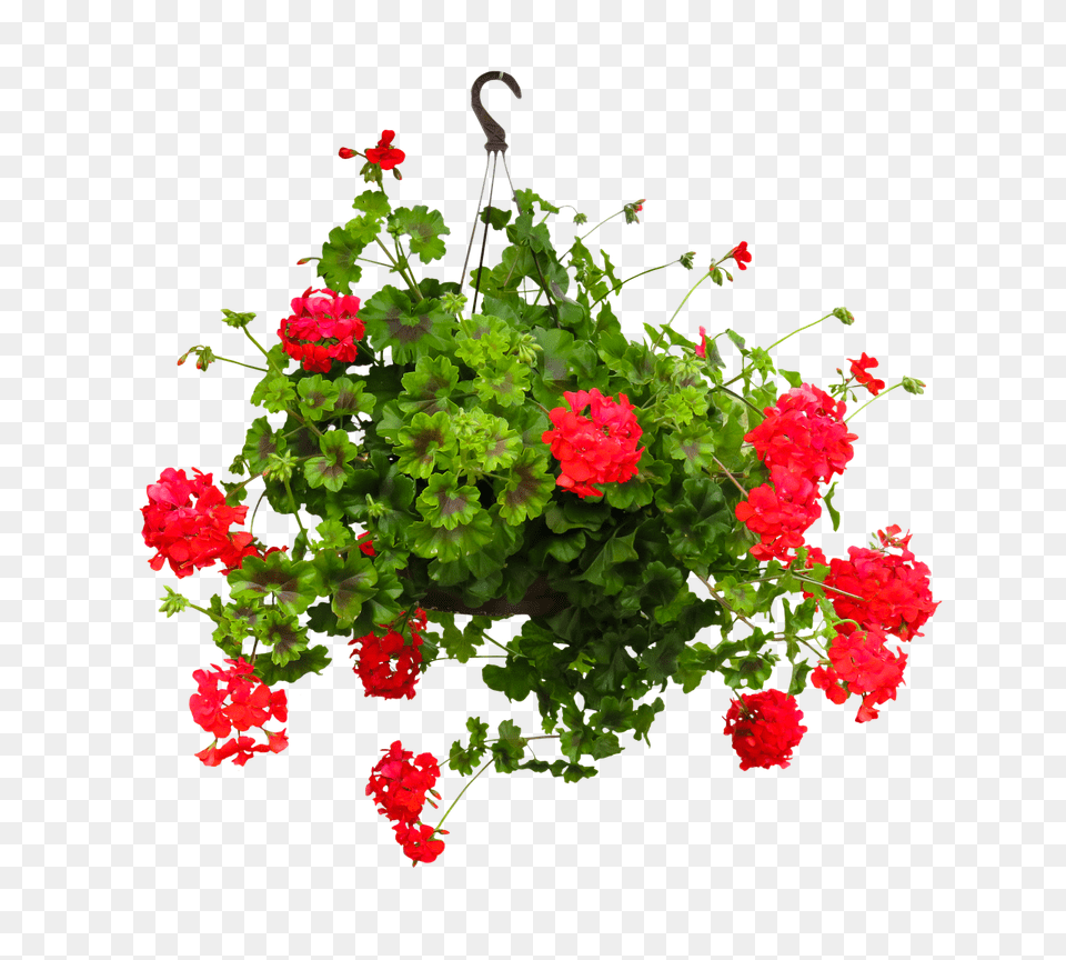 Nature Flower, Flower Arrangement, Geranium, Plant Free Transparent Png
