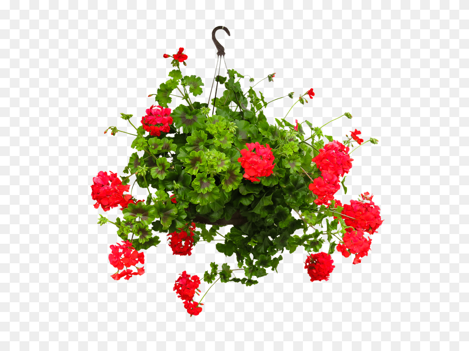 Nature Flower, Flower Arrangement, Geranium, Plant Free Png Download