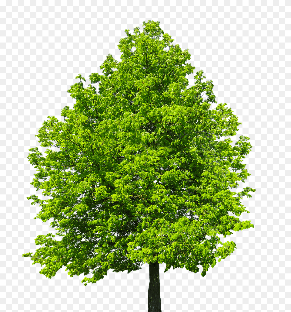 Nature Leaf, Maple, Oak, Plant Png