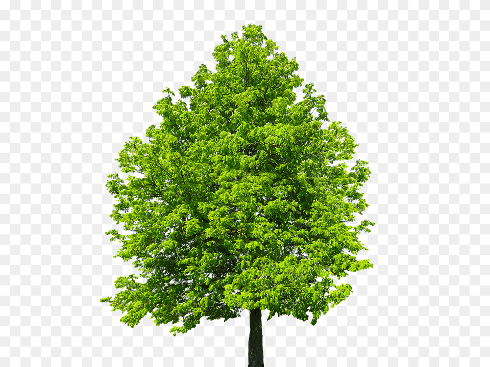 Nature Leaf, Maple, Oak, Plant Png