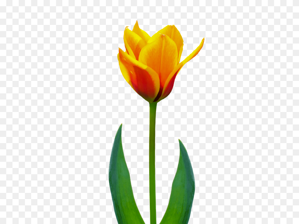 Nature Flower, Plant, Tulip Png