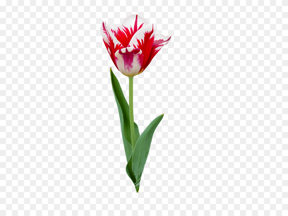 Nature Flower, Plant, Tulip Free Png Download