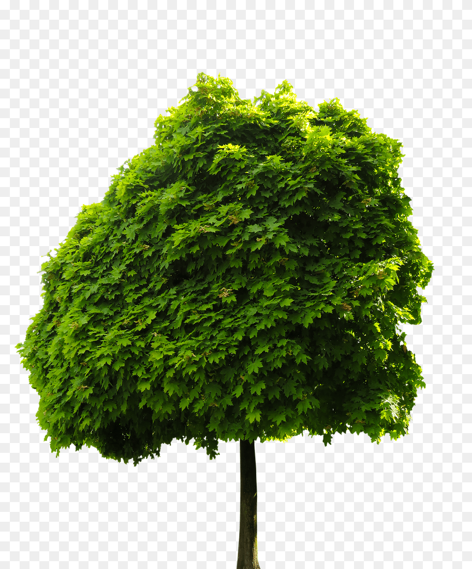 Nature Green, Leaf, Maple, Plant Png