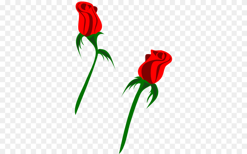 Nature, Flower, Plant, Rose, Dynamite Png