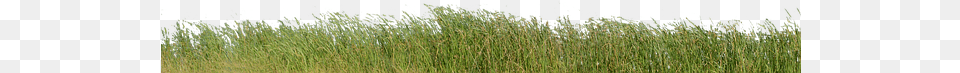 Nature, Grass, Plant, Vegetation, Reed Free Transparent Png