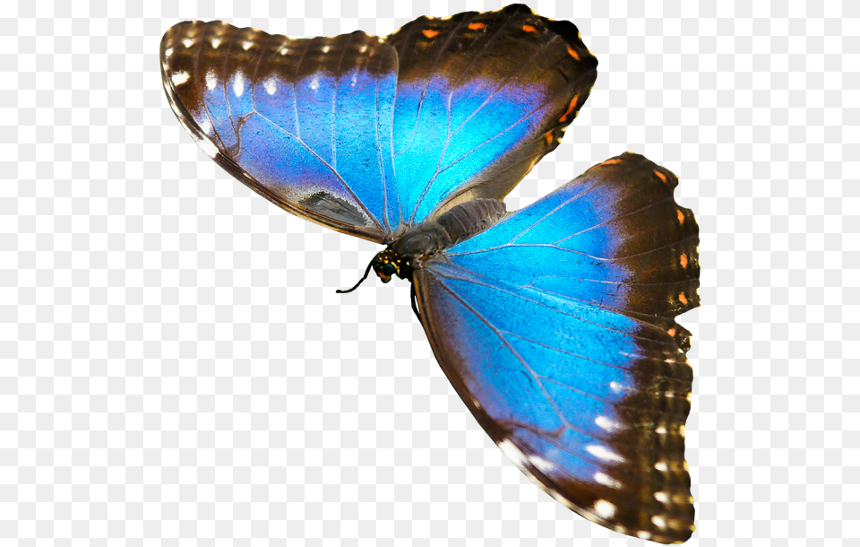 Nature Animals Butterfly Insect Fly Wing Probe Butterfly Animals That Fly, Animal, Invertebrate Free Png