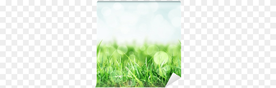 Nature Background With Grass In The Meadow Wall Mural Meadow, Lawn, Plant Png Image