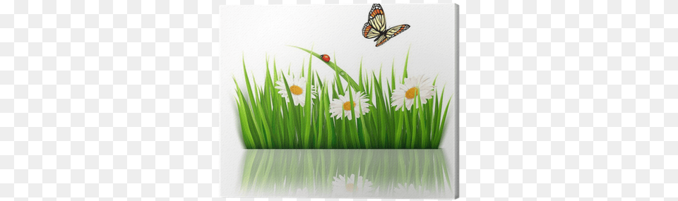 Nature Background With Green Grass And Flowers Vector, Daisy, Flower, Plant, Herbal Png Image