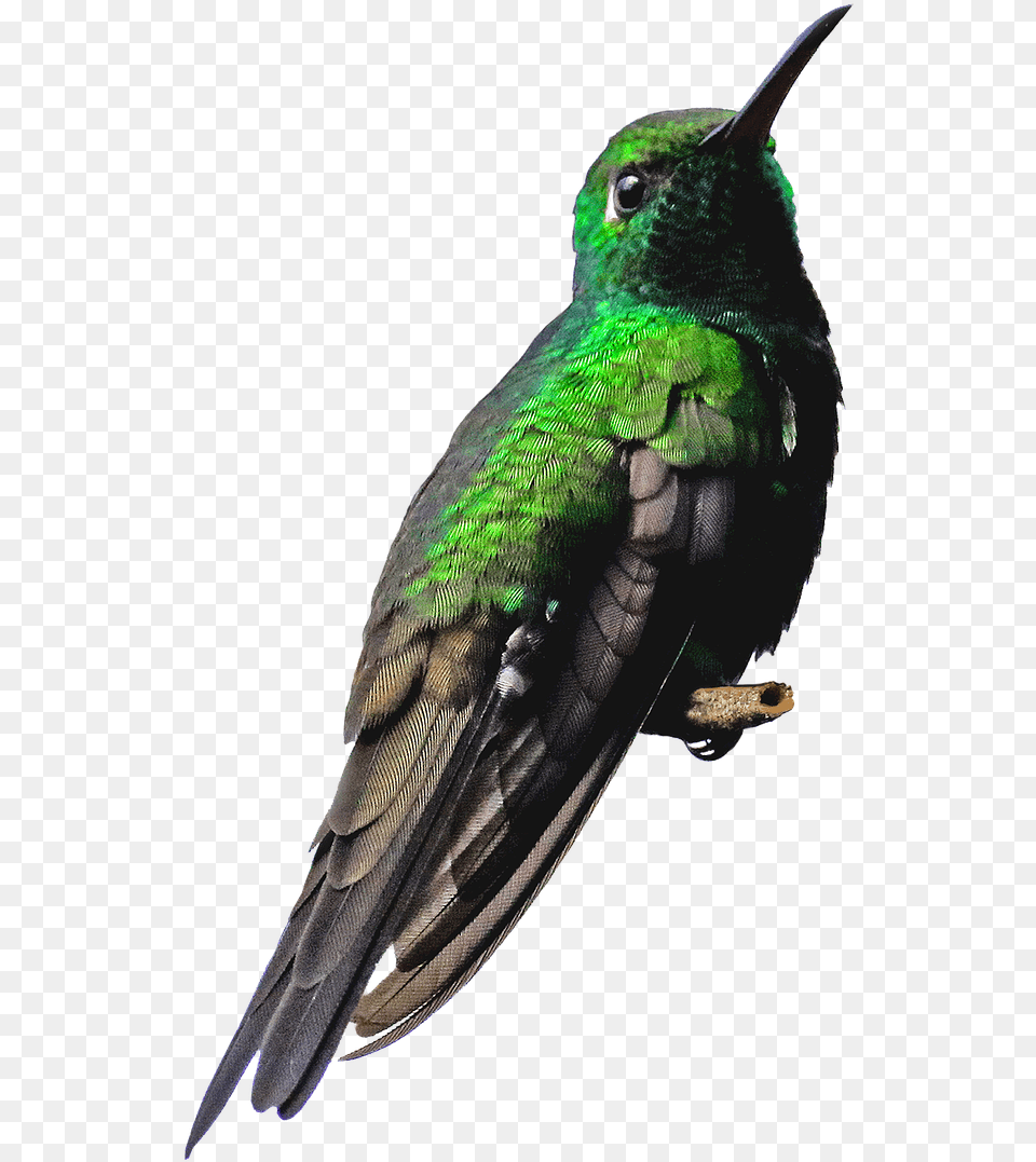 Nature Bird, Animal, Hummingbird Png Image