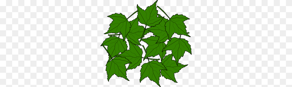 Nature Clip Arts, Leaf, Oak, Plant, Sycamore Free Png