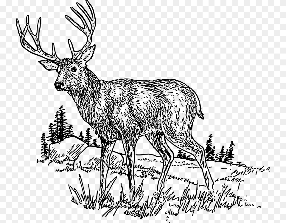 Nature Clipart Deer Whitetailed Clipart Deer Images Black And White, Gray Free Png