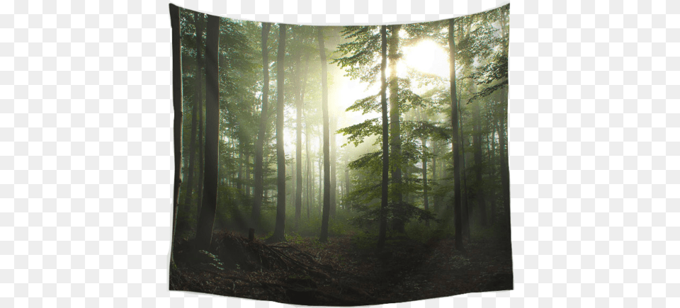 Nature Decor Wall Decor Dawn Tapestry Beautiful Black Forest Germany Trails, Flare, Weather, Vegetation, Tree Png