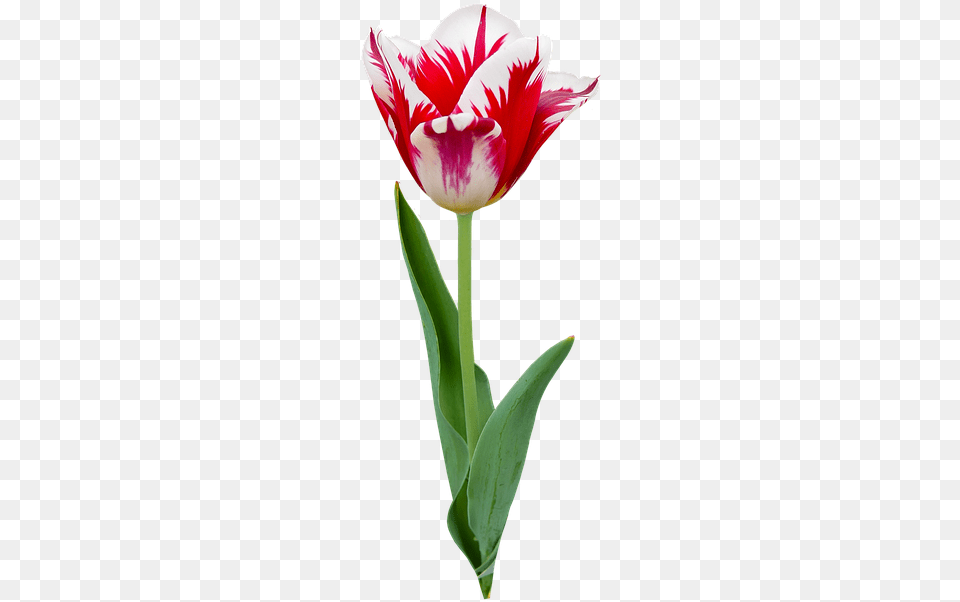 Nature Flower Plant Tulip Flowers Spring Tulip Png Image