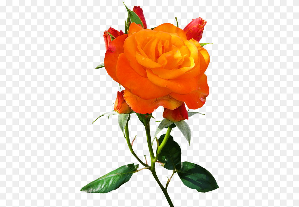 Nature Flower Rose Blossom Bloom Isolated Orange Rosas De Color Naranja, Plant Free Transparent Png