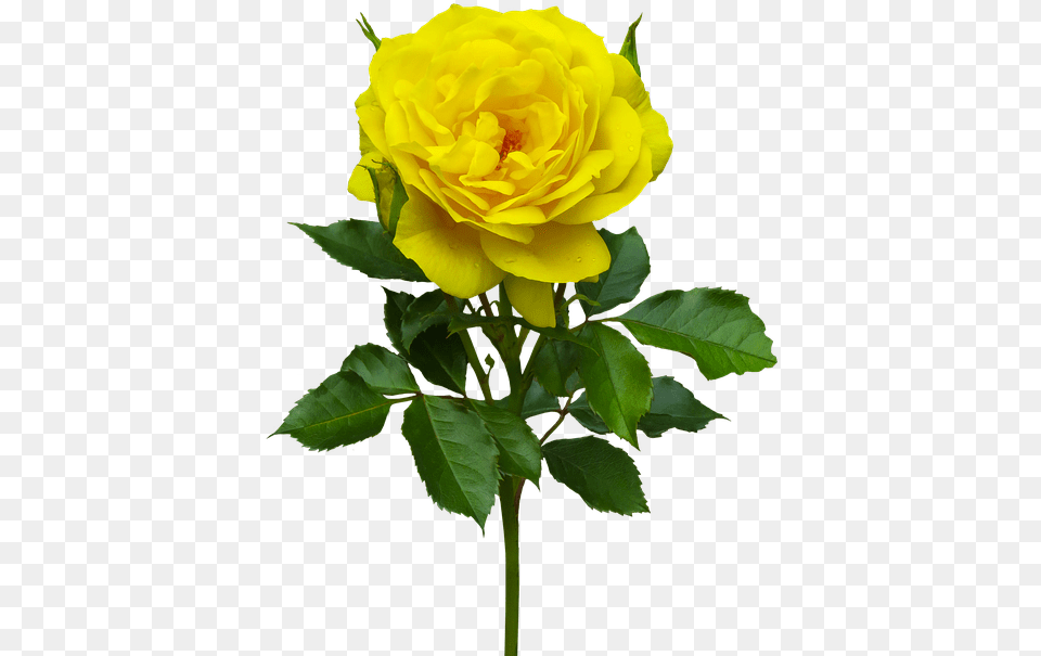 Nature Flower Rose Plant Flora Yellow Blossom Hybrid Tea Rose Free Transparent Png