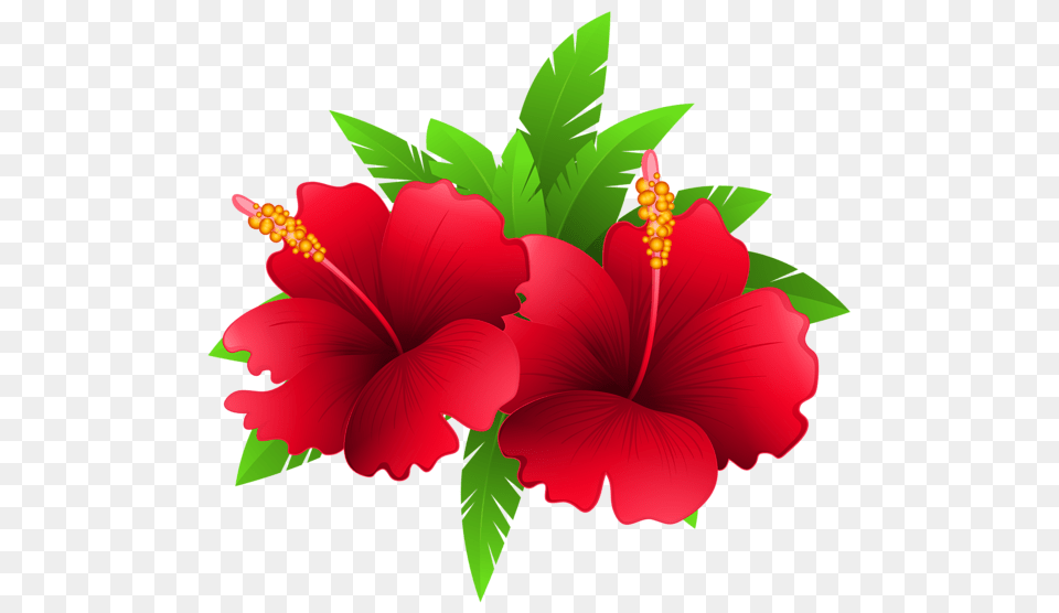 Nature Flowers Exotic Flowers, Flower, Hibiscus, Plant Free Png Download