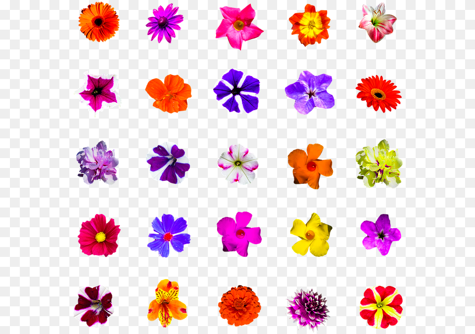 Nature Flowers Isolated Colorful Selection Scalable Vector Graphics, Anemone, Flower, Petal, Plant Free Png Download