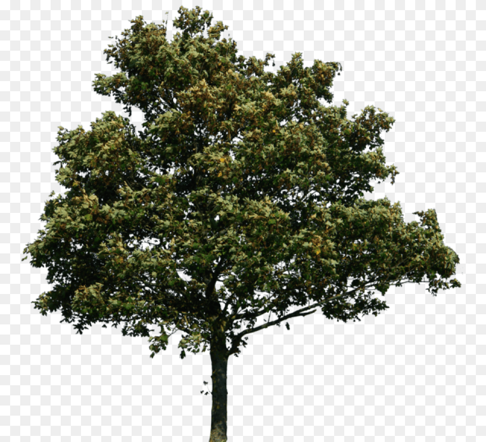 Nature Forest Tree Image Transparent Background Tree, Oak, Plant, Sycamore, Tree Trunk Free Png