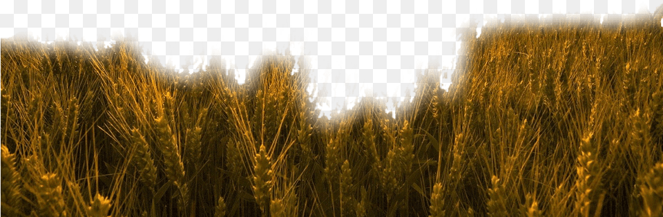 Nature Grass Wheat Trigo Field Freetoedit Buday Tarlas, Vegetation, Plant, Food, Grain Png