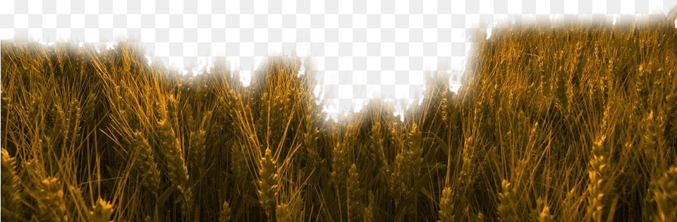 Nature Grass Wheat Trigo Field Freetoedit Gathering The Harvest, Plant, Vegetation, Food, Grain Png