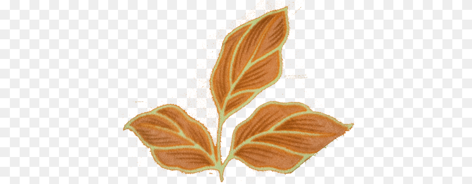 Nature Heartpngcom, Leaf, Plant, Pattern Free Png