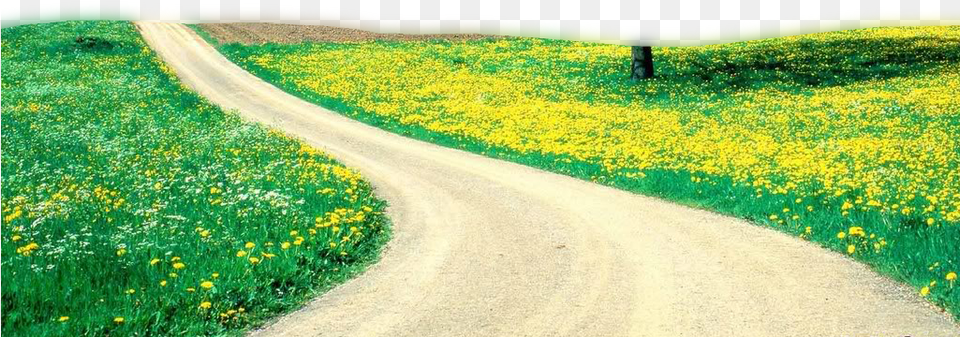 Nature Image Background Image Hd Full Size, Field, Road, Grassland, Path Png