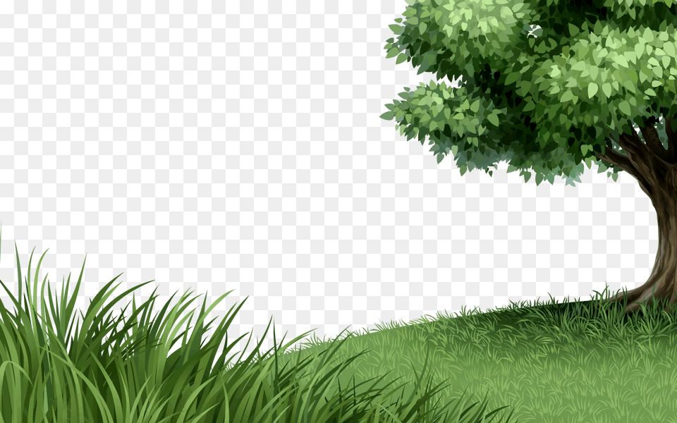 Nature Images Beautiful Tree Shower Curtain, Grass, Green, Vegetation, Lawn Free Transparent Png