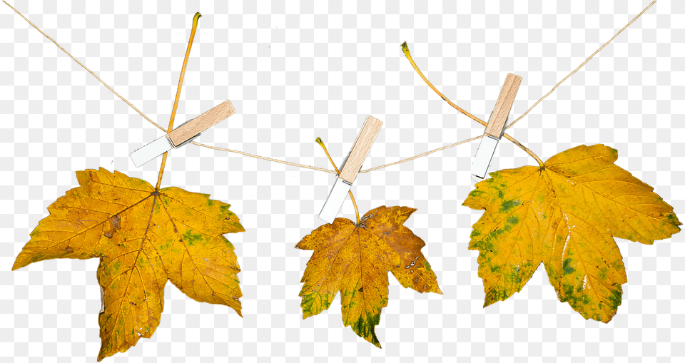 Nature Leaves Autumn Photo Autumn Nature, Leaf, Maple, Plant, Tree Free Transparent Png